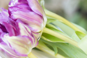 Close-up of purple tulip bouquet
