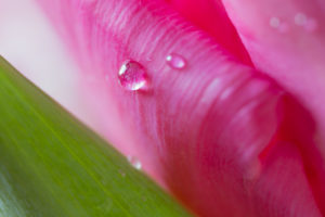 Drop On A Pink Petal Of A Tulip. 