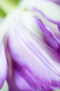 Close-up Of Purple Tulip Petals
