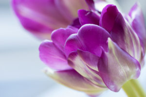 Close-up Of Ultraviolet Tulip. 