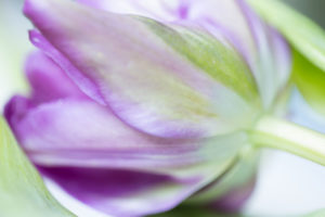 Close-up Of Purple Tulip From Underneath
