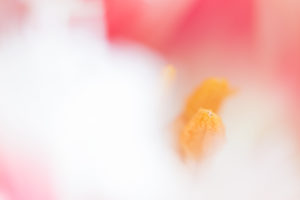 Stamen Of Multicolor Tulip