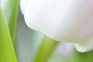 White Tulip Close-up
