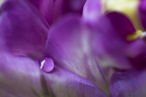 A Drop On A Violet Tulip Petal
