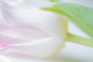 Pastel Pink Tulip In Close-up
