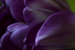 Close-up of ultraviolet tulip petals
