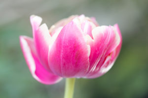 Multicolored tulip on a pink and white, blurred green background

