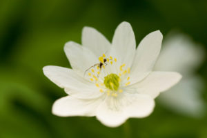 Close-up of wood anemone, Anemone nemorosa, spider on petal Close-up of wood anemone, Anemone nemorosa, spider on petal