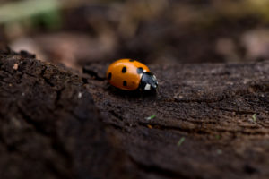 Close-up of Ladybird Close-up of Ladybird