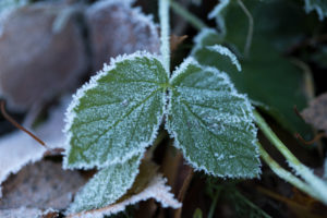 Closeup of frozen leaves, blurred natural background Closeup of frozen leaves, blurred natural background