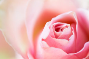 rosa Rosenblüte, close-up rosa Rosenblüte, close-up