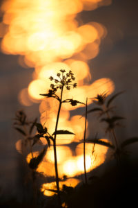 Plant silhouetted against orange shining light reflections in the background Plant silhouetted against orange shining light reflections in the background
