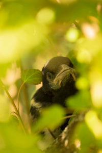 Magpie chick surrounded by shrub leaves close-up, natural outdoor setting Magpie chick surrounded by shrub leaves close-up, natural outdoor setting