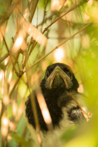 Magpie chick, close-up natural outdoor setting Magpie chick, close-up natural outdoor setting