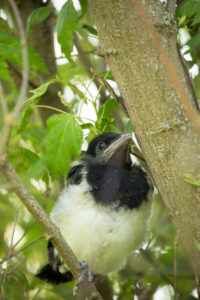Magpie chick, natural outdoor setting Magpie chick, natural outdoor setting