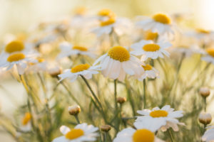 Argyranthemum frutescens, Marquerite blossom, outdoor setting Argyranthemum frutescens, Marquerite blossom, outdoor setting