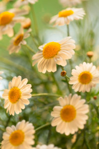 Argyranthemum frutescens blossom, outdoor setting Argyranthemum frutescens blossom, outdoor setting