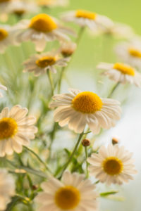 Argyranthemum frutescens blossom, outdoor setting Argyranthemum frutescens blossom, outdoor setting