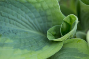 Young rolled up leaf, Hosta, natural outdoor setting Young rolled up leaf, Hosta, natural outdoor setting