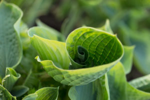 Young rolled up leaf, Hosta, natural outdoor setting Young rolled up leaf, Hosta, natural outdoor setting