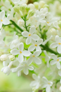 Blooming Lilac, white flowers close-up natural outdoor setting lovely green background Blooming Lilac, white flowers close-up natural outdoor setting lovely green background
