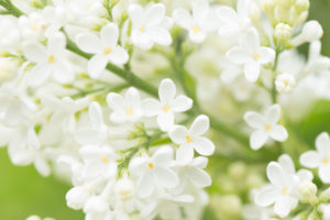 Blooming Lilac, white flowers close-up natural outdoor setting, early summer green background Blooming Lilac, white flowers close-up natural outdoor setting, early summer green background