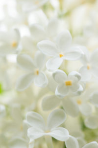 White blooming Lilac, flowers close-up White blooming Lilac, flowers close-up