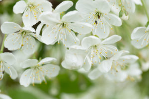 White flowering cherry blossoms close-up, natural outdoor setting with bokeh White flowering cherry blossoms close-up, natural outdoor setting with bokeh