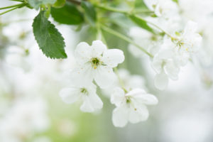White flowering cherry blossoms, bright background with bokeh White flowering cherry blossoms, bright background with bokeh