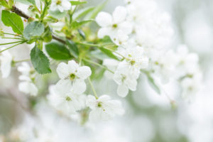 White flowering cherry blossoms, bright background with bokeh, natural outdoor setting White flowering cherry blossoms, bright background with bokeh, natural outdoor setting
