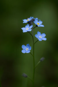 Forget-me-not close-up in a natural setting, dark green background Forget-me-not close-up in a natural setting, dark green background