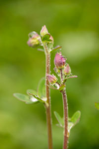 Close-up of dewdrops on flower bud, green blurred background Close-up of dewdrops on flower bud, green blurred background