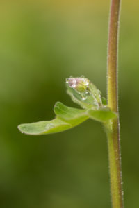 Close-up of dewdrops on tiny flower bud, green blurred background Close-up of dewdrops on tiny flower bud, green blurred background