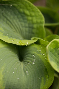 Raindrops on Hosta Perennial leaves Raindrops on Hosta Perennial leaves