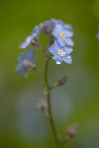 Dewdrops on Forget-me-not petals, green nature background Dewdrops on Forget-me-not petals, green nature background