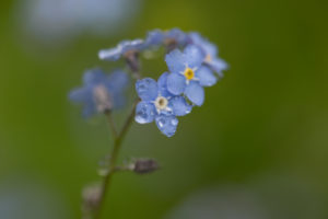 Dewdrops on Forget-me-not petals, green nature background Dewdrops on Forget-me-not petals, green nature background