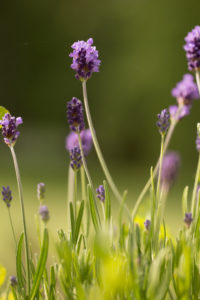 Lavender in garden, dark green background Lavender in garden, dark green background