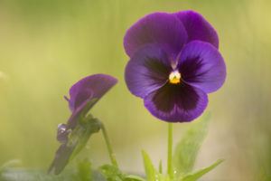 Raindrop on pansy petal, blurred green natural background Raindrop on pansy petal, blurred green natural background