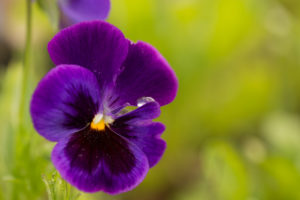 Raindrop on purple pansy petal, blurred green natural background Raindrop on purple pansy petal, blurred green natural background