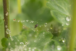Spider and raindrops on a spider web, green natural blurred background Spider and raindrops on a spider web, green natural blurred background