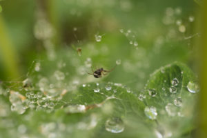 Close-up of spider and raindrops on a spider web, green natural blurred background Close-up of spider and raindrops on a spider web, green natural blurred background