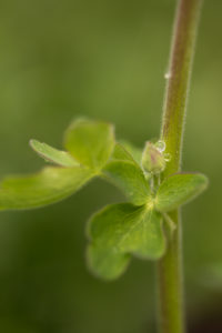 Close-up of Dewdrops on flower bud, natural green background Close-up of Dewdrops on flower bud, natural green background