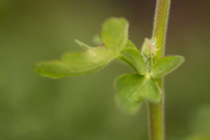 Dewdrops on flower bud, natural green background Dewdrops on flower bud, natural green background
