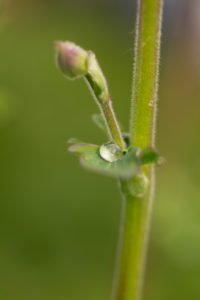 Raindrop on flower leaf, close-up, natural background Raindrop on flower leaf, close-up, natural background
