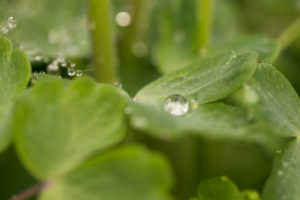 Raindrop on flower leaf, close-up, natural background Raindrop on flower leaf, close-up, natural background