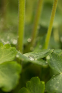 Raindrop on flower leaf, close-up, natural background Raindrop on flower leaf, close-up, natural background