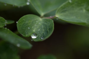 Close-up of raindrop on flower leaf, natural dark background Close-up of raindrop on flower leaf, natural dark background