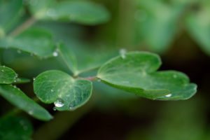 Raindrop on flower leaf, close-up, natural background Raindrop on flower leaf, close-up, natural background