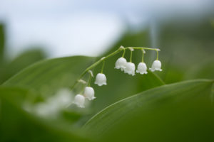 Lily of the valley, natural background Lily of the valley, natural background