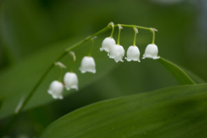 Close-up of Lily of the valley, green natural background Close-up of Lily of the valley, green natural background
